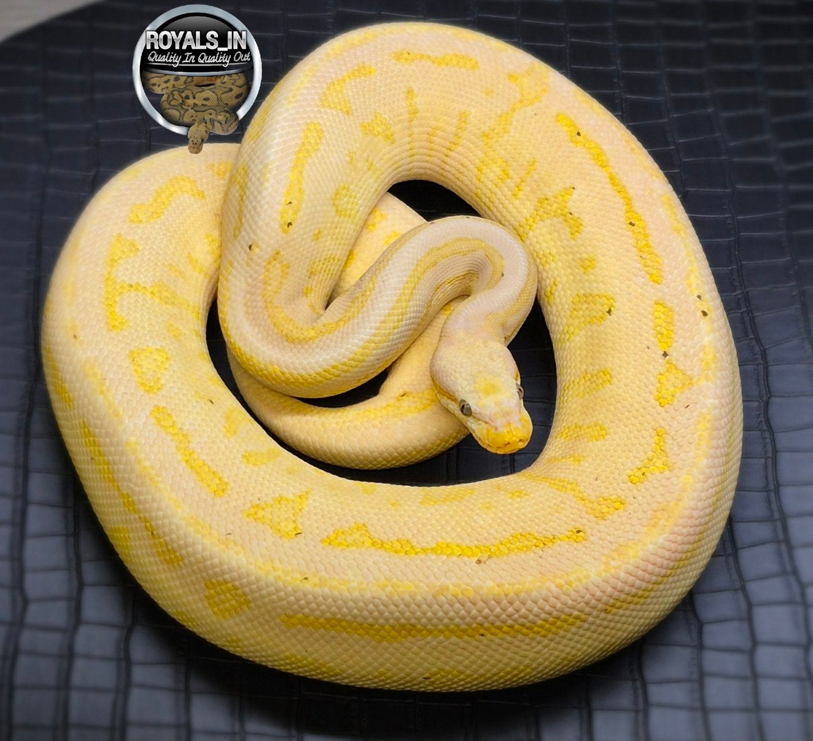 Python regius Ball Python - unknown for sale from ROYALS_IN