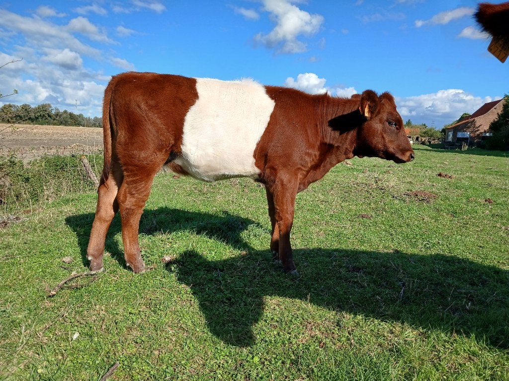 Lakenvelder vaarsje te koop, Dieren en Toebehoren, Vrouwelijk, 0 tot 2 jaar
