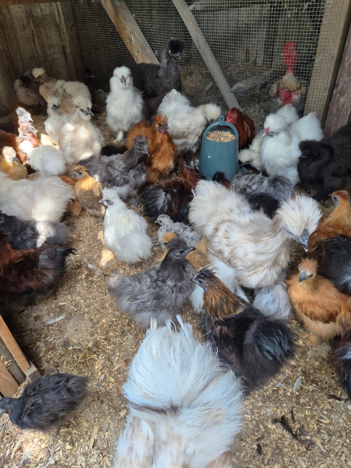 gratis haantjes, Animaux & Accessoires