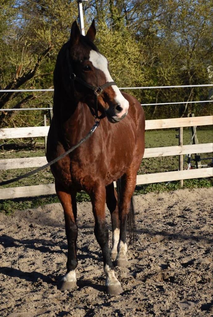 Super lief paard, Dieren en Toebehoren, Merrie, Z