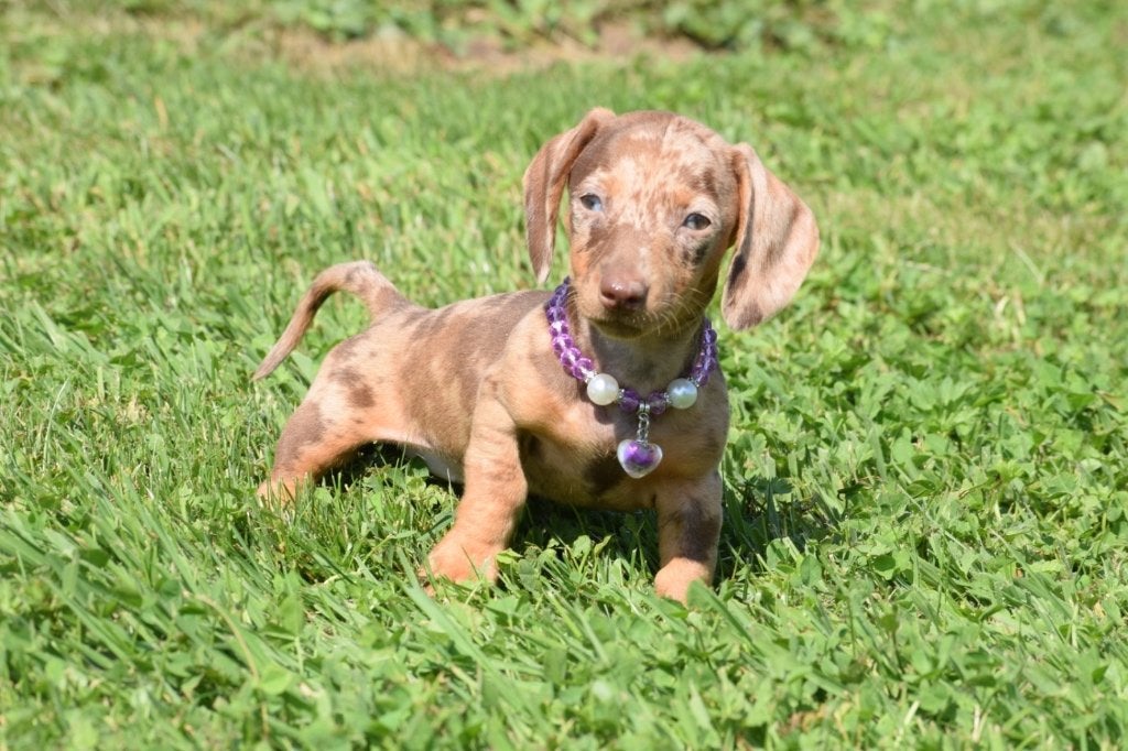 Teckel pups dashond, België, 8 tot 15 weken, Korthaar, Dwerg