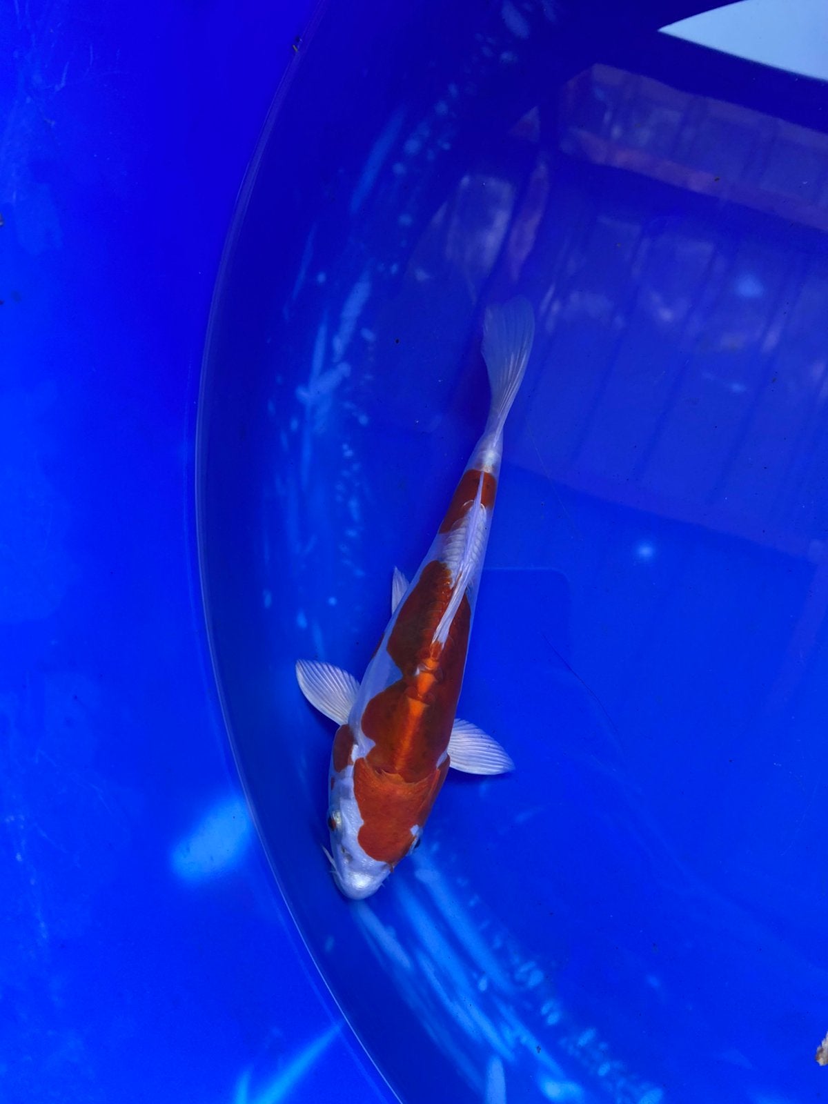 Yamatonishiki, Animaux & Accessoires, Poissons | Poissons d'étang, Carpe ou Koï