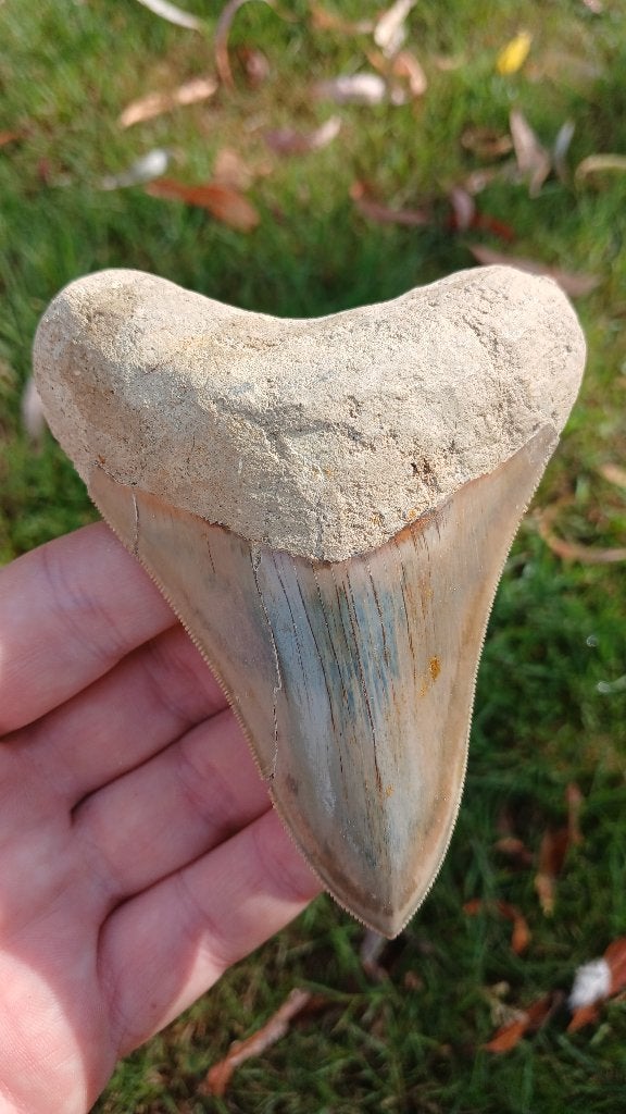 Fossiele megalodon haaientand, Verzamelen, Mineralen en Fossielen, Ophalen of Verzenden, Fossiel