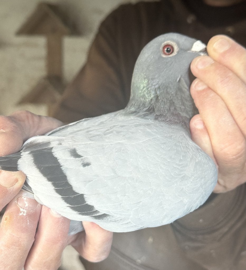 Bewezen kweekduiven, Femelle, Pigeon voyageur
