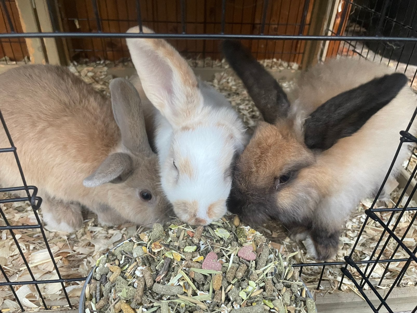 3 Konijnen te koop, Meerdere dieren, Middelgroot, 0 tot 2 jaar