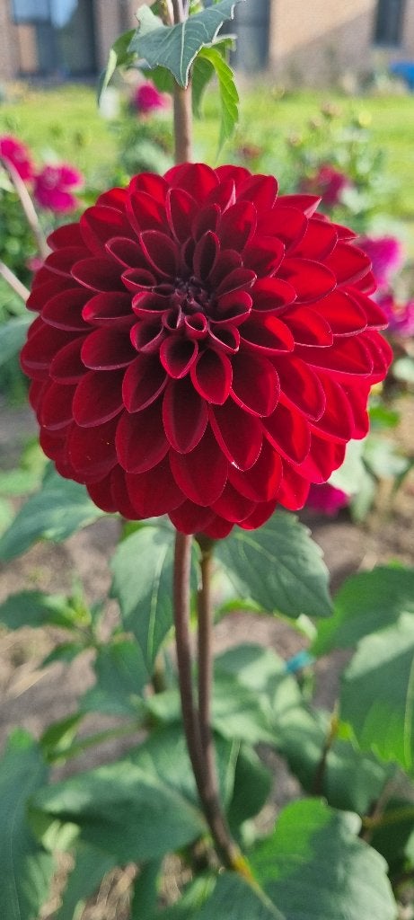 Dahlia night queen, Tuin en Terras, Ophalen of Verzenden, Voorjaar, Volle zon, Bloembol