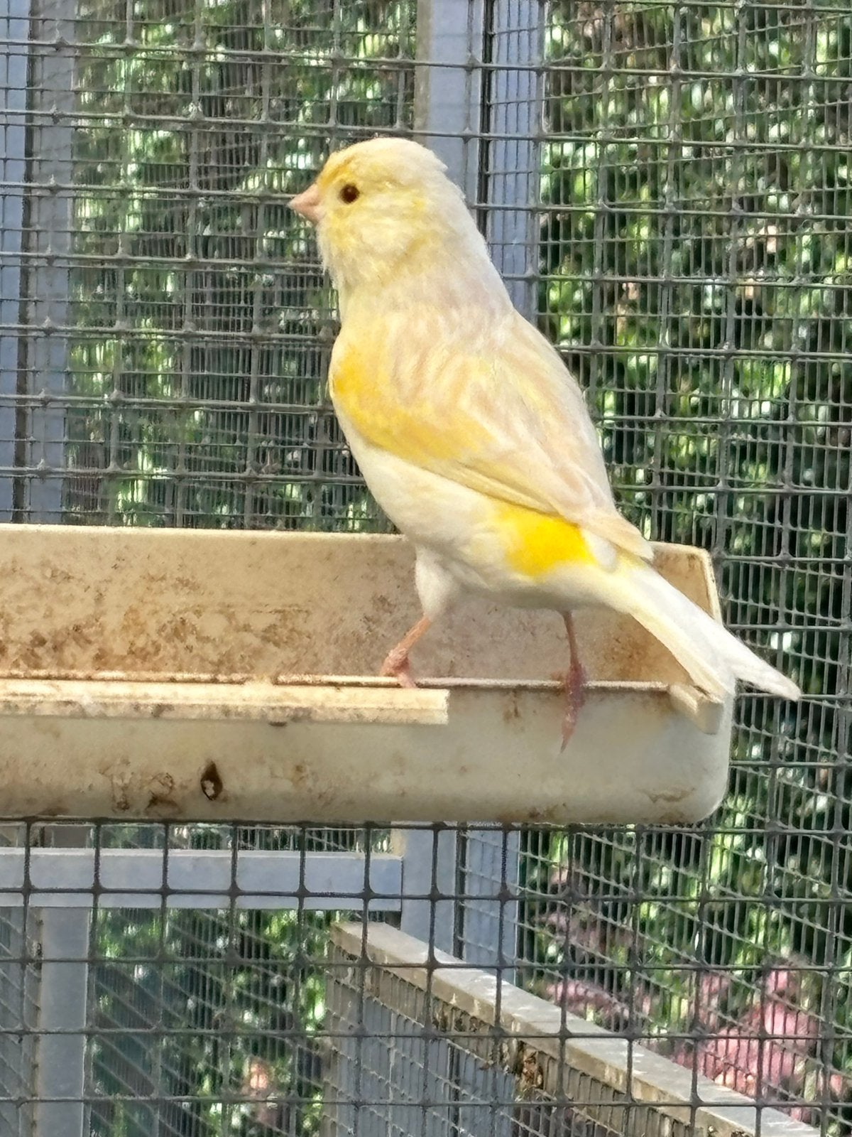 Kanarie poppen, Dieren en Toebehoren, Vogels | Kanaries, Vrouwelijk, Kleurkanarie