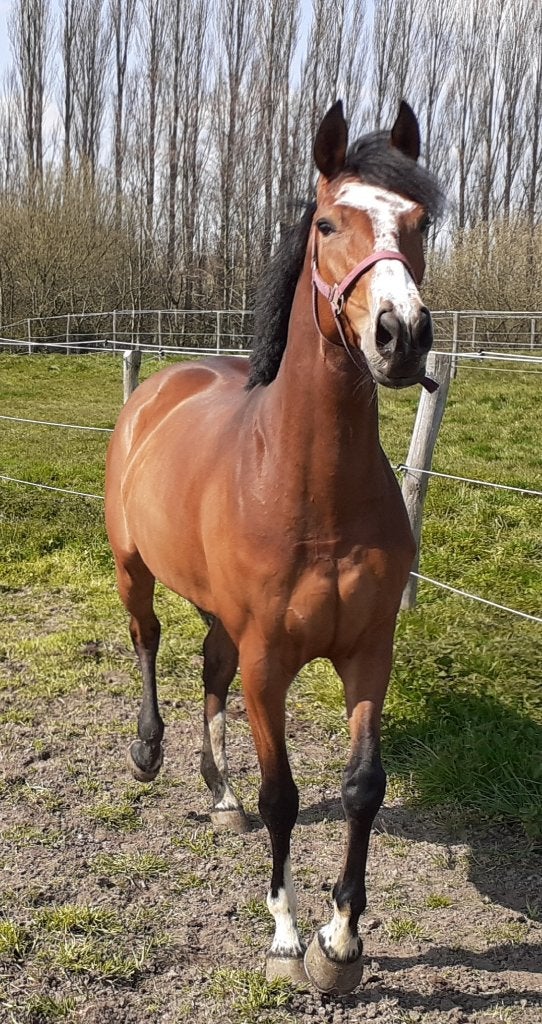 poulinière, Animaux & Accessoires, 11 ans ou plus, Avec pedigree, L, 160 à 165 cm