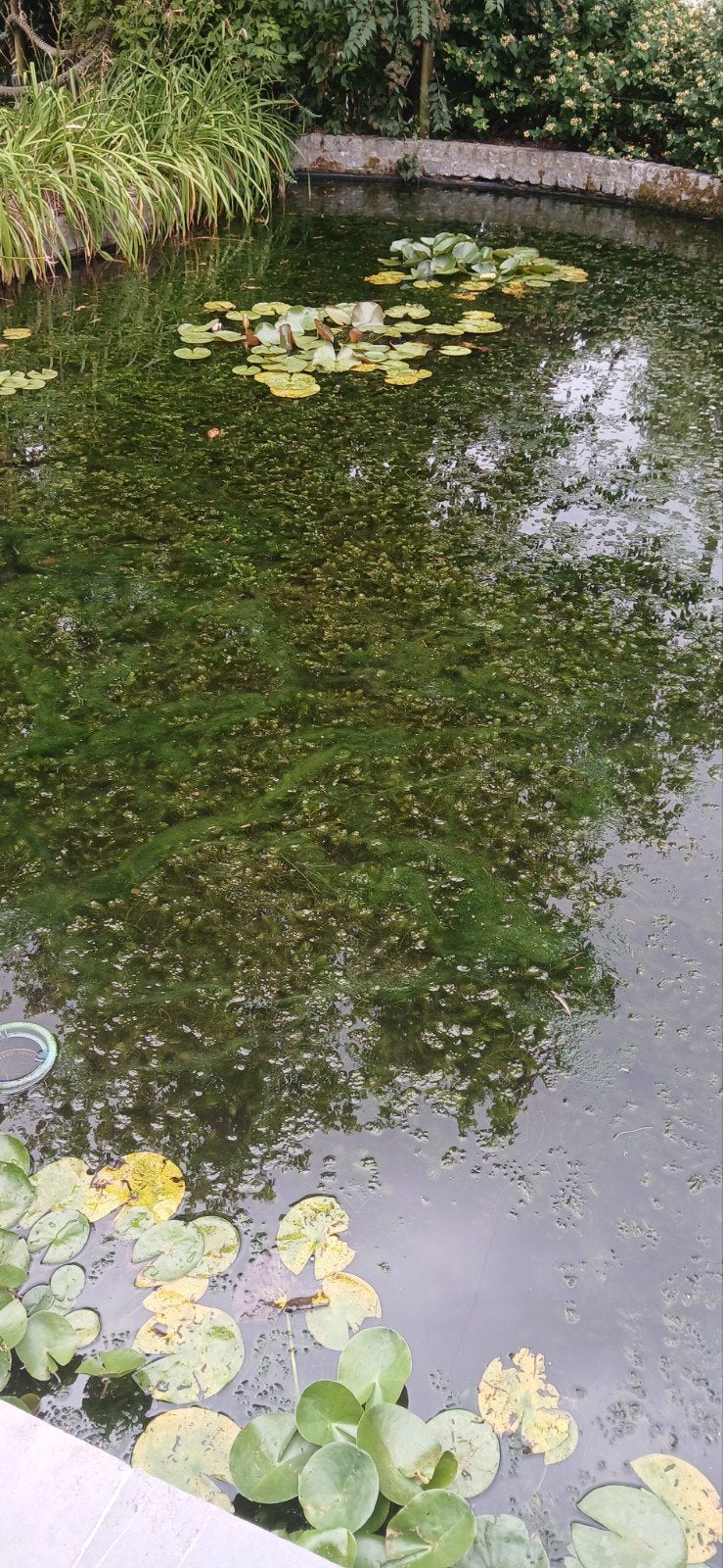 Zuurstofplanten, Ophalen