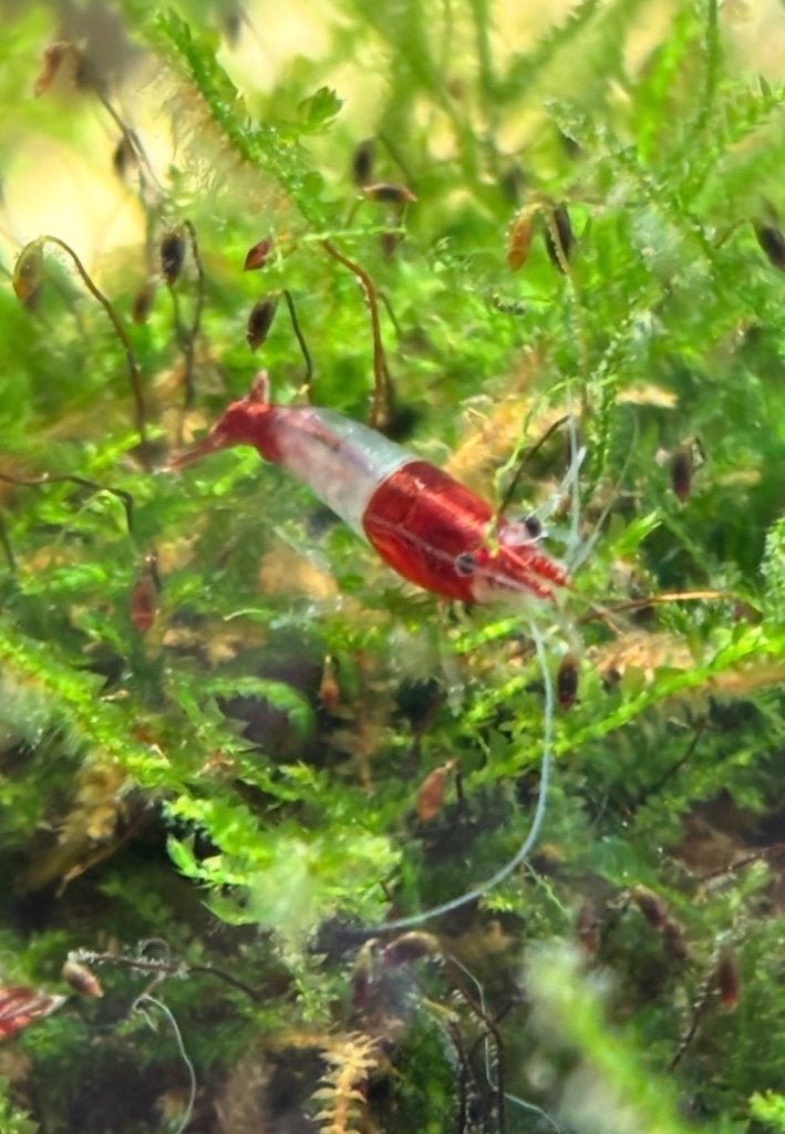 À donner poissons et crevettes, Dieren en Toebehoren, Overige Dieren-accessoires, Gebruikt, Ophalen
