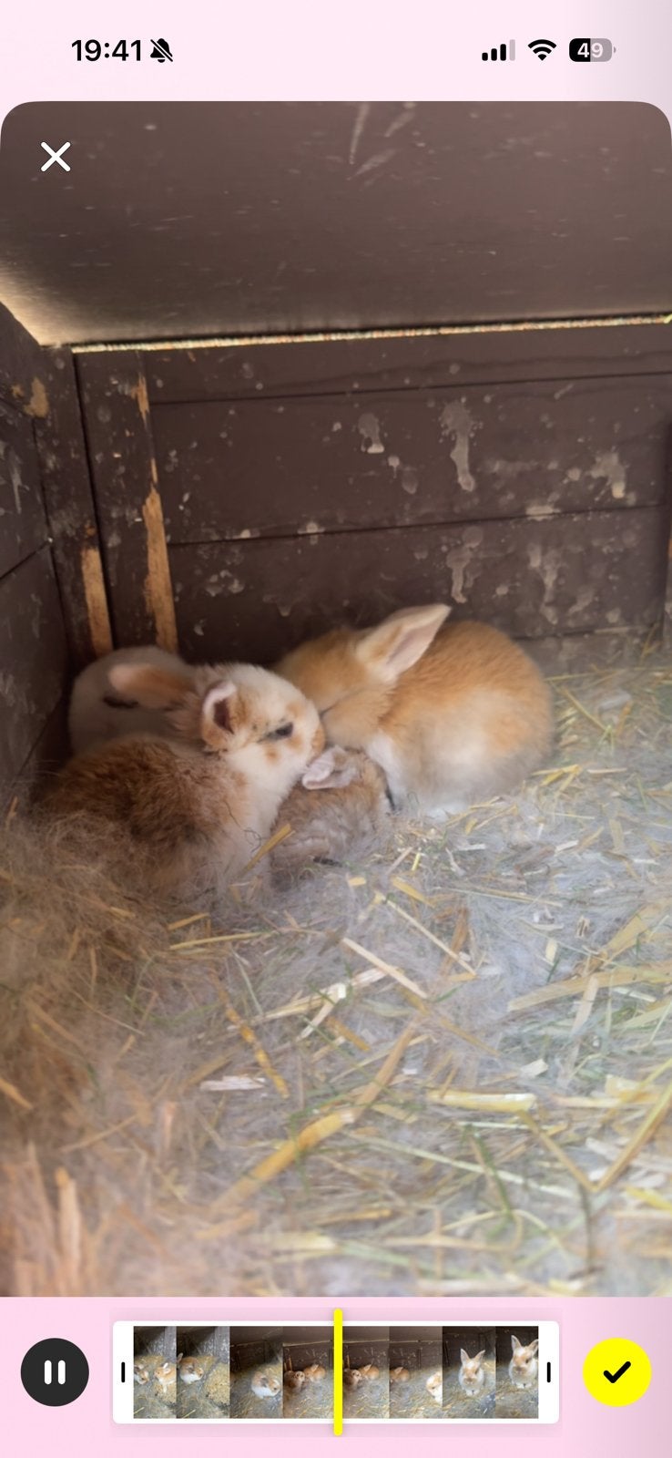 Hangoor konijntjes, Dieren en Toebehoren, Konijnen, Hangoor