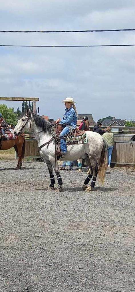 Andalusiër, Vermifugé, Hongre, Moins de 160 cm, Cheval de récréation