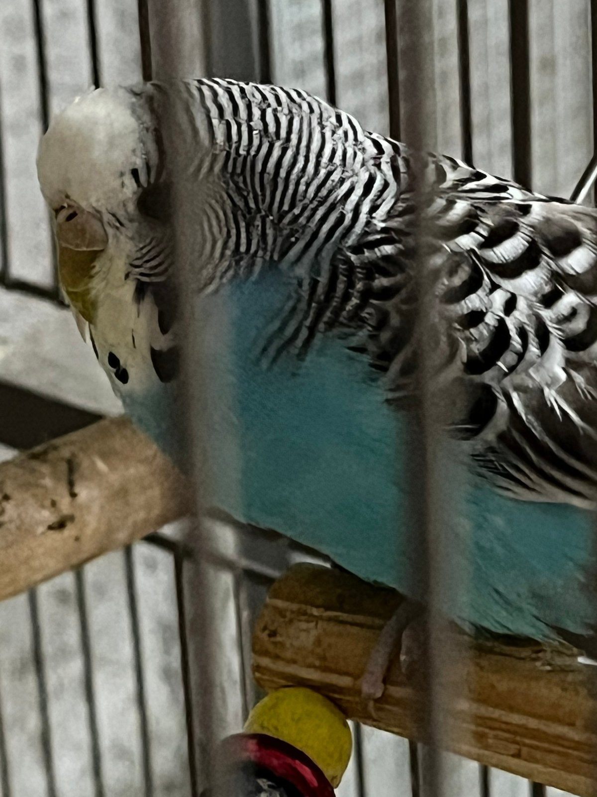 4 vogels grasparkieten te koop per stuk 9€