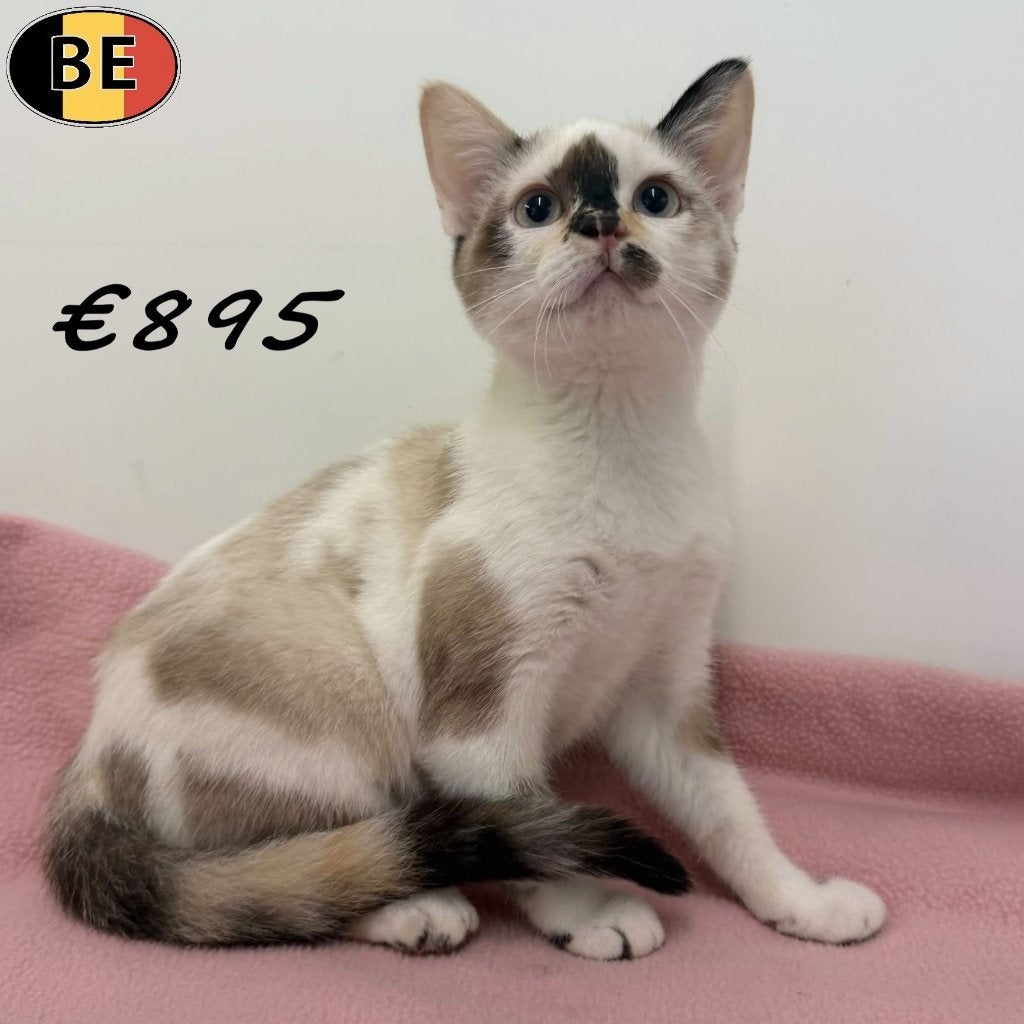 Chatons Européens à poils courts et longs à vendre, Plusieurs animaux, À poils courts, 0 à 2 ans