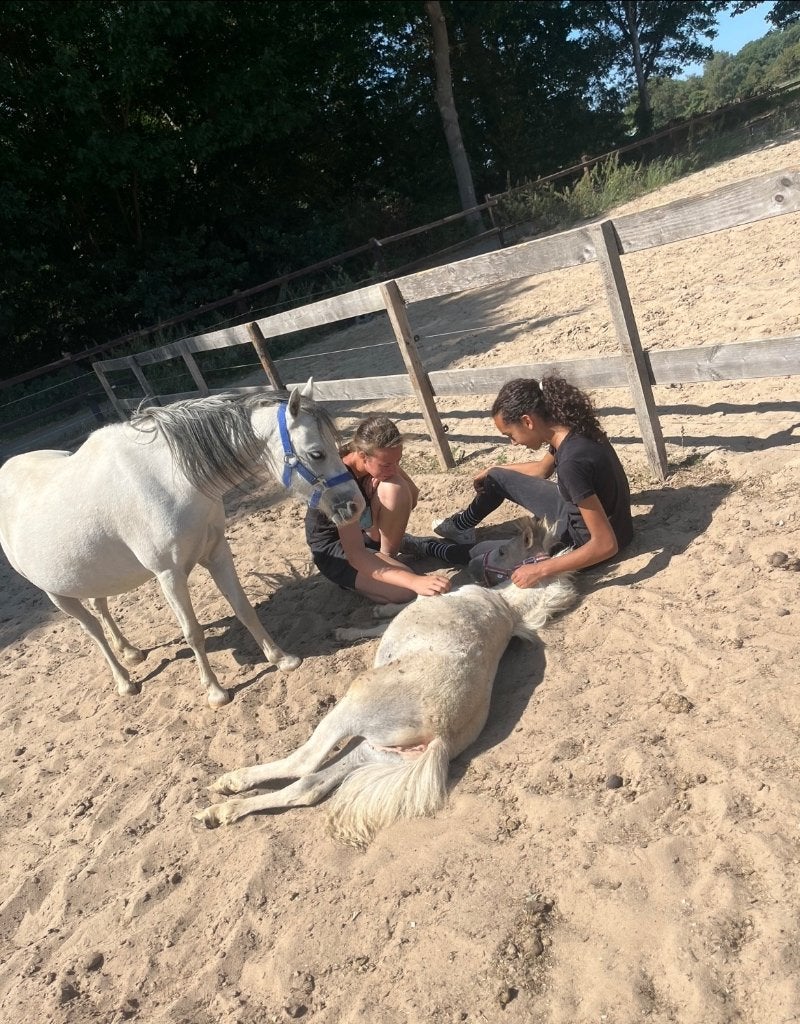 Welsh A met prachtig merrie veulen, Avec puce électronique, Poney de récréation, Poney A (jusqu'à 1.17 m), Non dressé