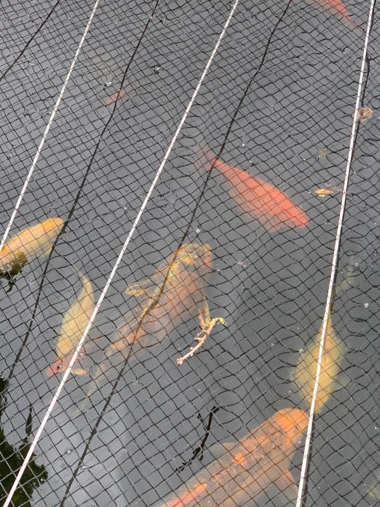 Gevlekte koi