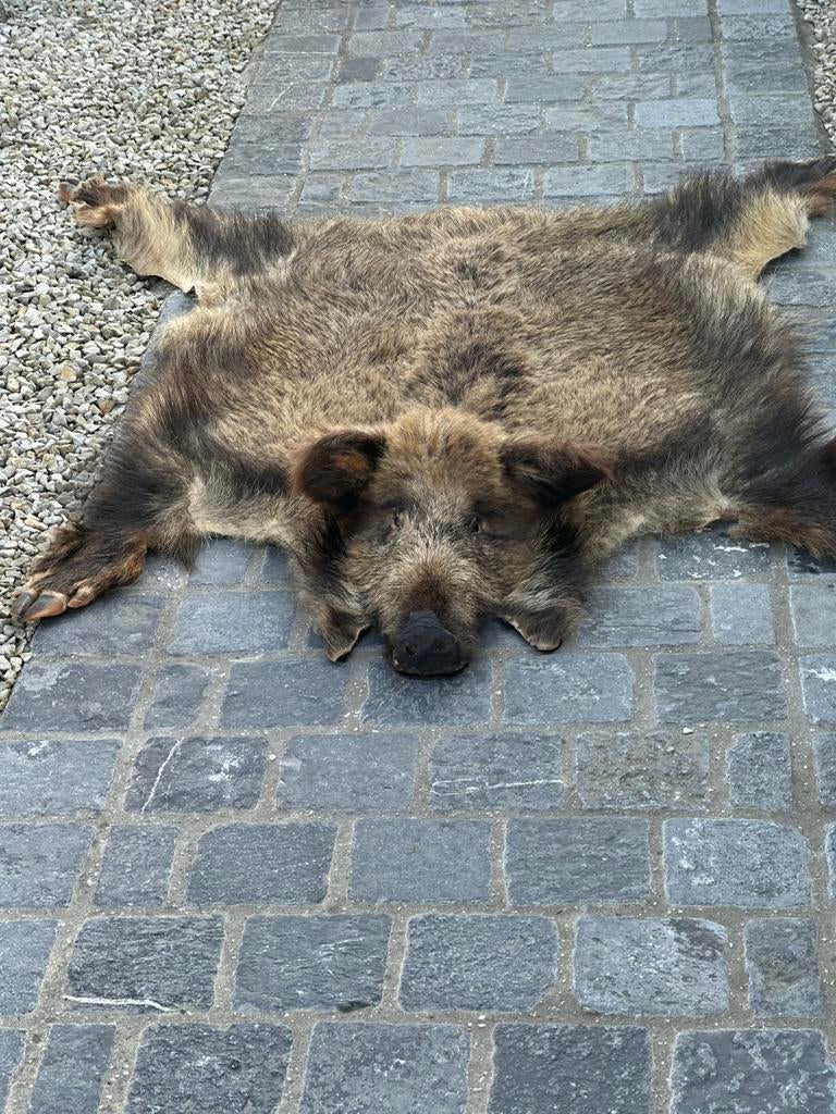 Taxidermie everzwijn vel met kop, Ophalen