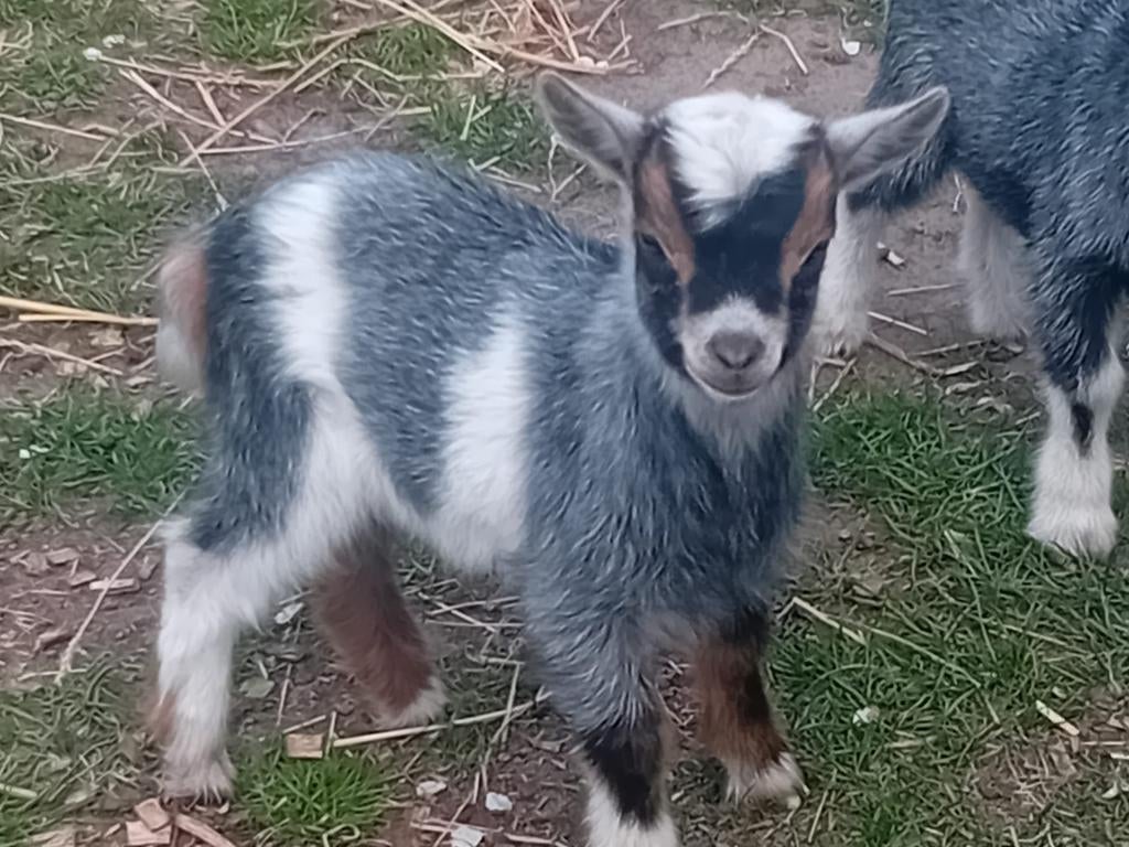 Mooi blauw Geiten bokje