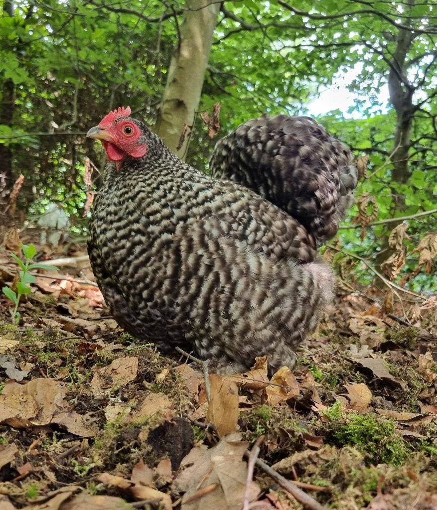 Cochin bantam manuel, Animaux & Accessoires, Volatiles, Poule ou poulet, Femelle