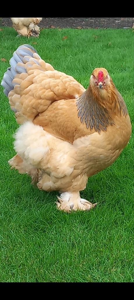 Brahma buff blauw en zwart hennen , mooie kwaliteit, Dieren en Toebehoren, Pluimvee