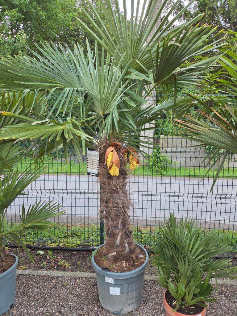Palmboom Trachycarpus Fortunei, Ophalen, Palmboom