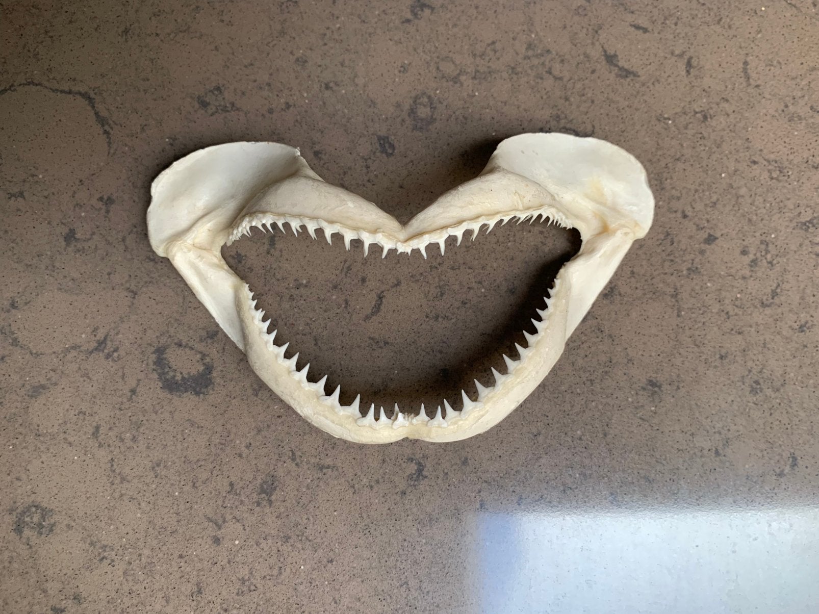 Haaienkaak taxidermie, Ophalen of Verzenden, Zo goed als nieuw