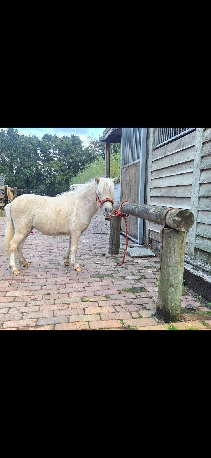 super brave mini merrie, Dieren en Toebehoren, Merrie, A pony (tot 1.17m), 3 tot 6 jaar, Met stamboom