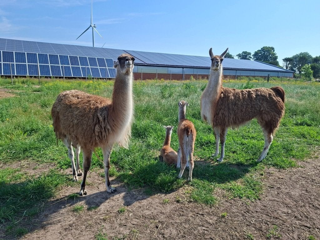 Lama hengst en merrie, Animaux & Accessoires