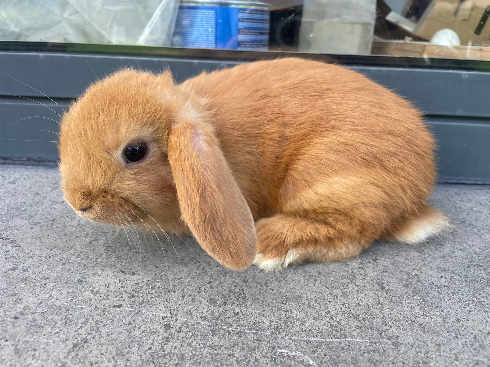 Jong minilop konijntje, Dieren en Toebehoren, Konijnen