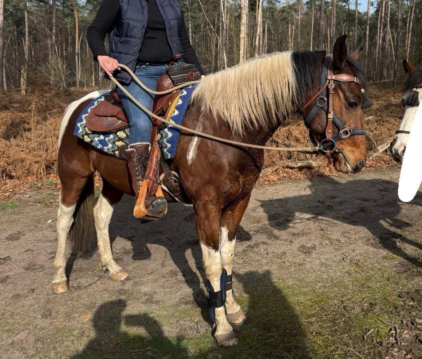 Apha ruin, Dieren en Toebehoren, Minder dan 160 cm, Met stamboom, Ruin, Zadelmak