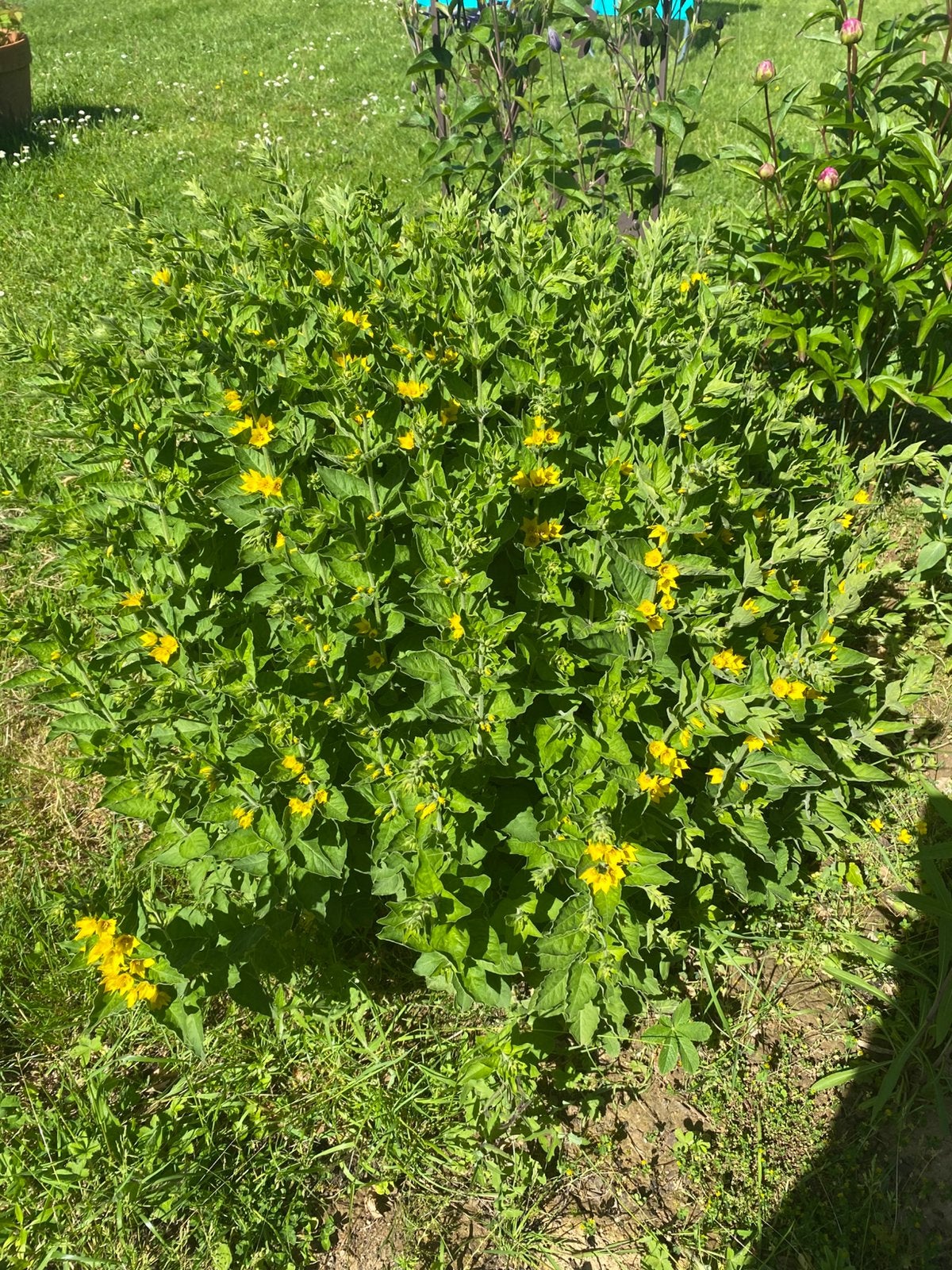 Plants vivaces: Lysimaque ponctuée, Enlèvement
