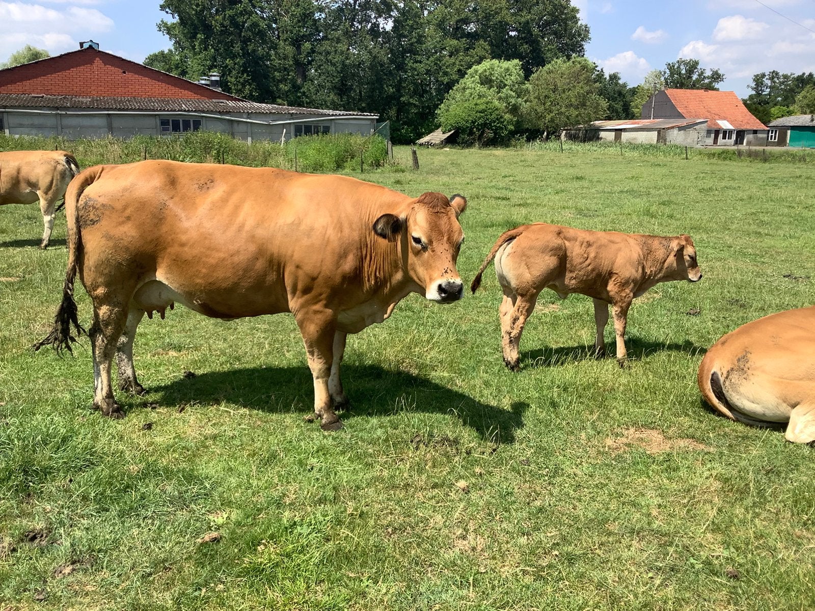 Parthenais koe met kalf, Dieren en Toebehoren, Runderen