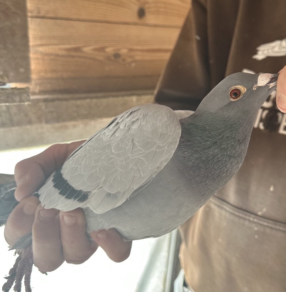Bewezen kweekduiven, Mâle, Pigeon voyageur