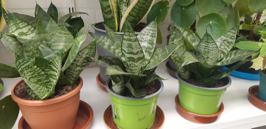 Sanseveria, Huis en Inrichting, Ophalen, Vetplant, Minder dan 100 cm, Volle zon
