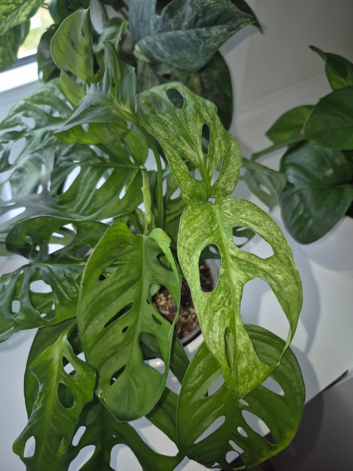 Monstera adansonii + adansonii mint, Huis en Inrichting, Kamerplanten, Ophalen