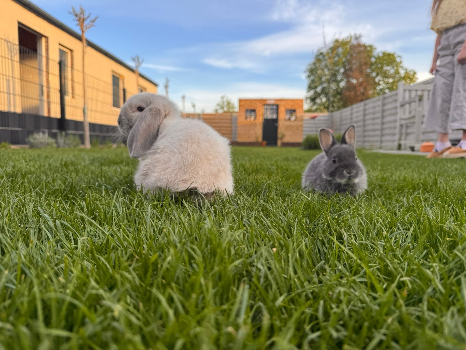 Konijnen te koop, Maart, Meerdere dieren