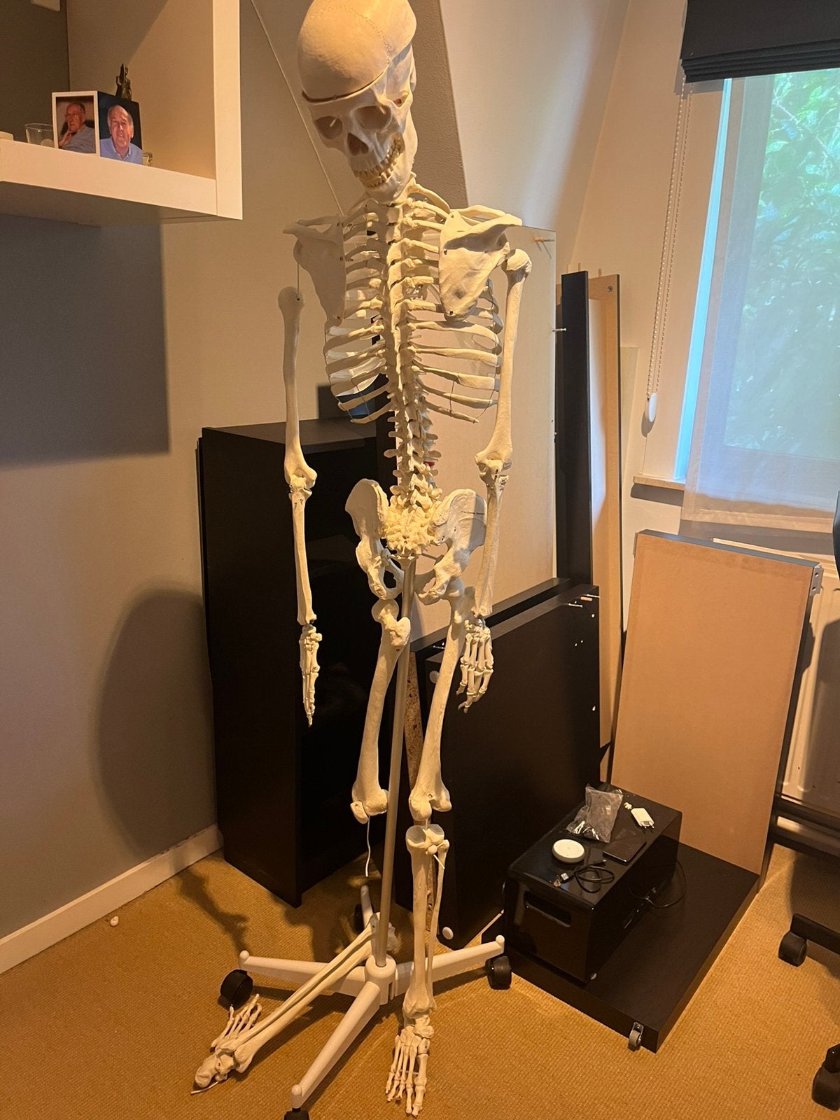 Anatomisch skelet, Diversen, Schoolbenodigdheden, Ophalen, Gebruikt