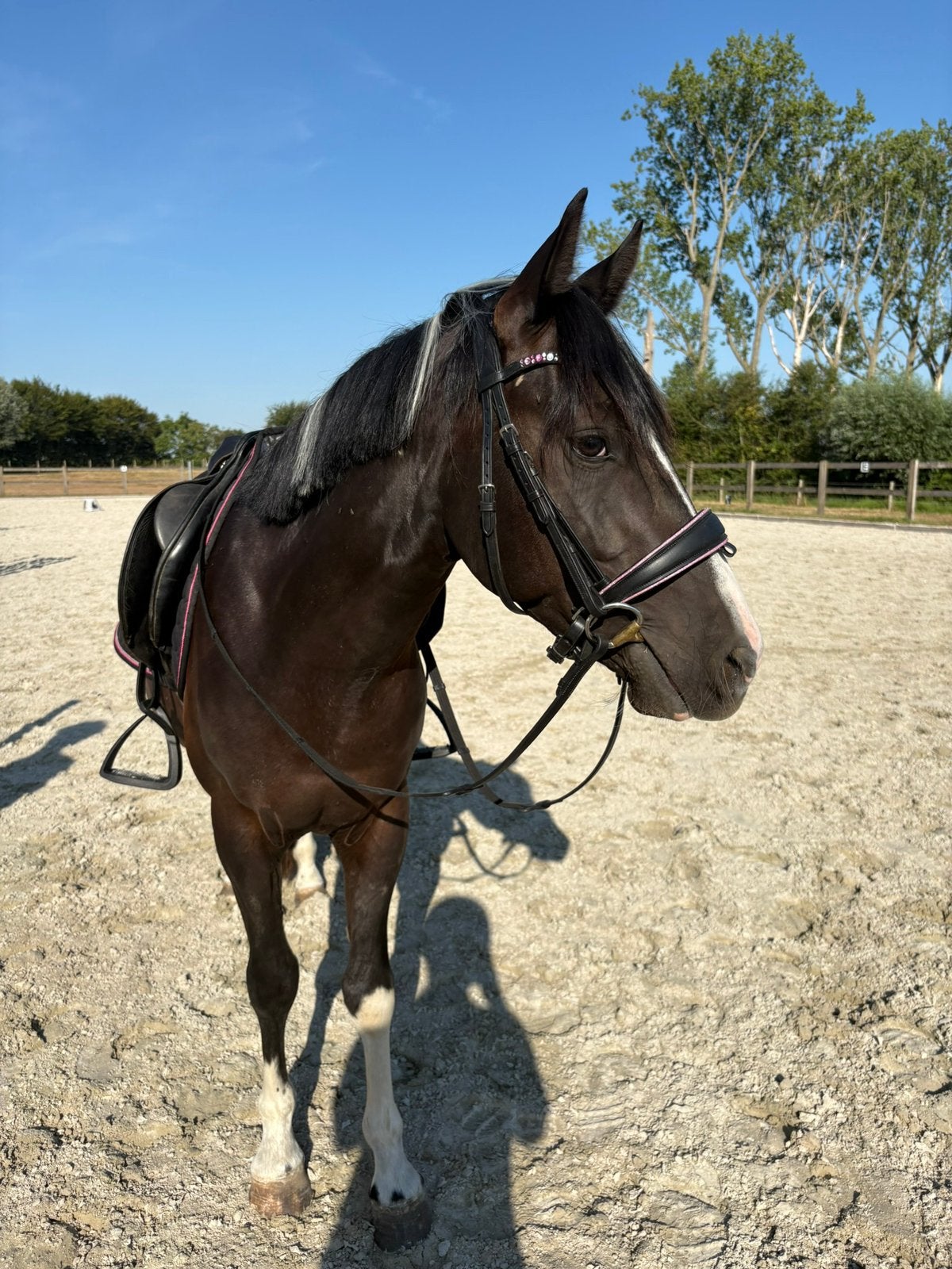 Veelbelovende d-pony, Dieren en Toebehoren, Pony's, Gechipt, Ruin, Springpony, Zadelmak