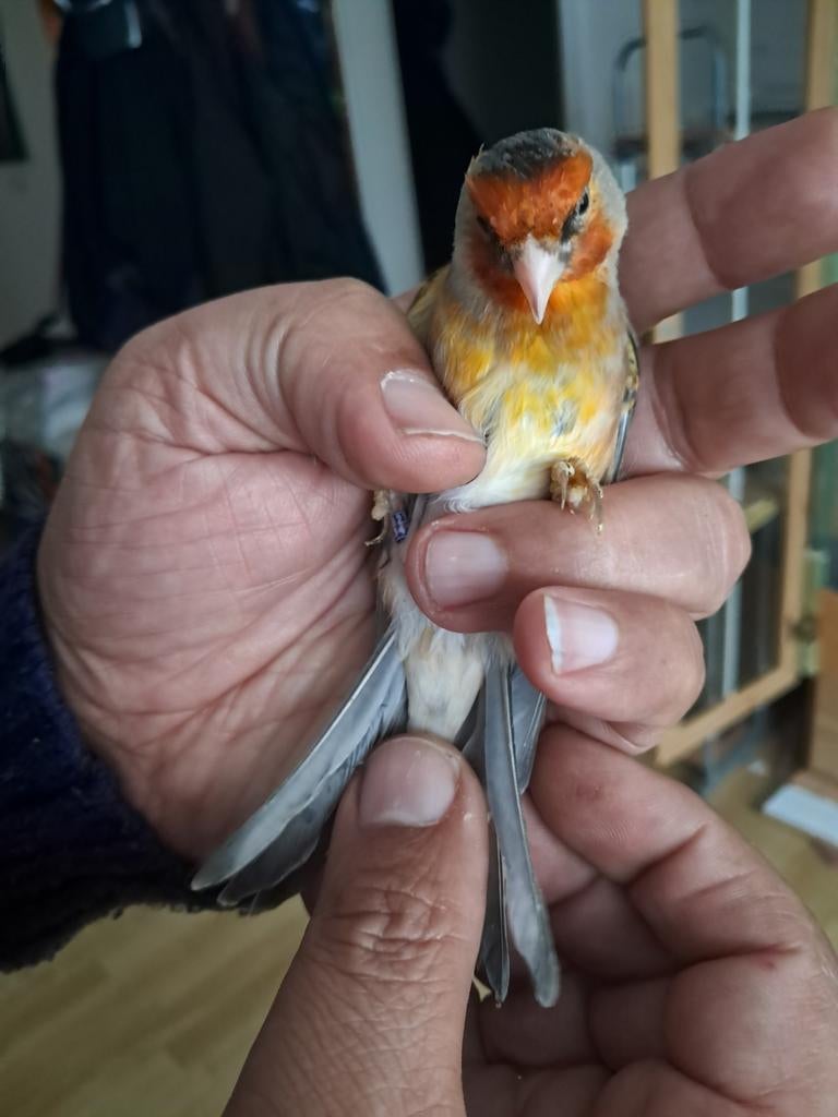 Te koop: kanarie gekruist met een putter (distelvink)