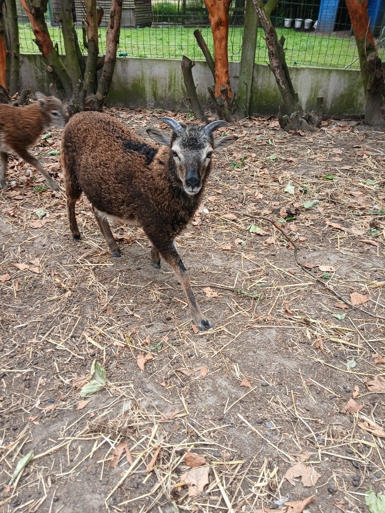 Soay lam ooi, Femelle, Mouton, 0 à 2 ans