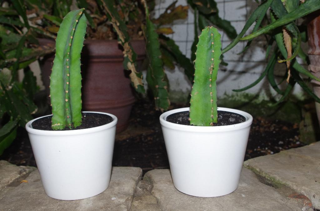 Cactus (2stuks), Huis en Inrichting, Kamerplanten, Cactus, Groene kamerplant, Volle zon, In pot, Ophalen