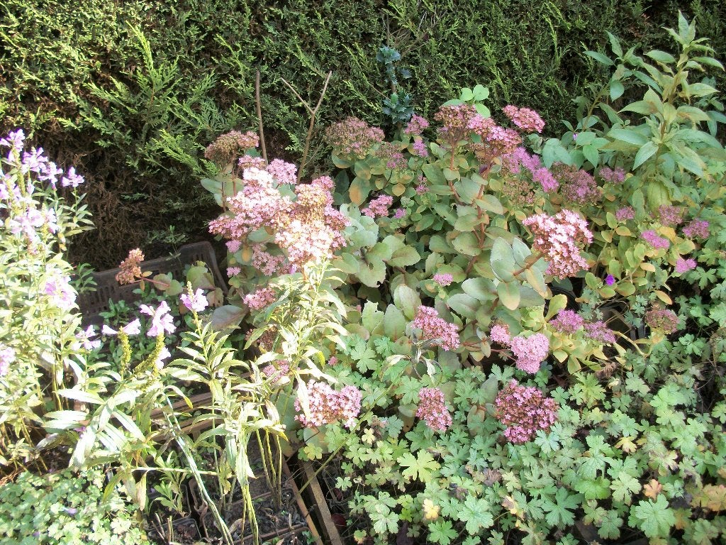 Sedum spectabile of Hemelsleutel een droogteplant, Volle zon, Vaste plant, Zomer, Ophalen