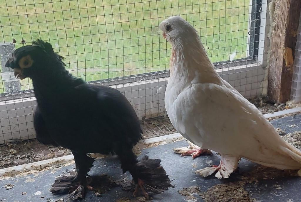 Duiven, Dieren en Toebehoren