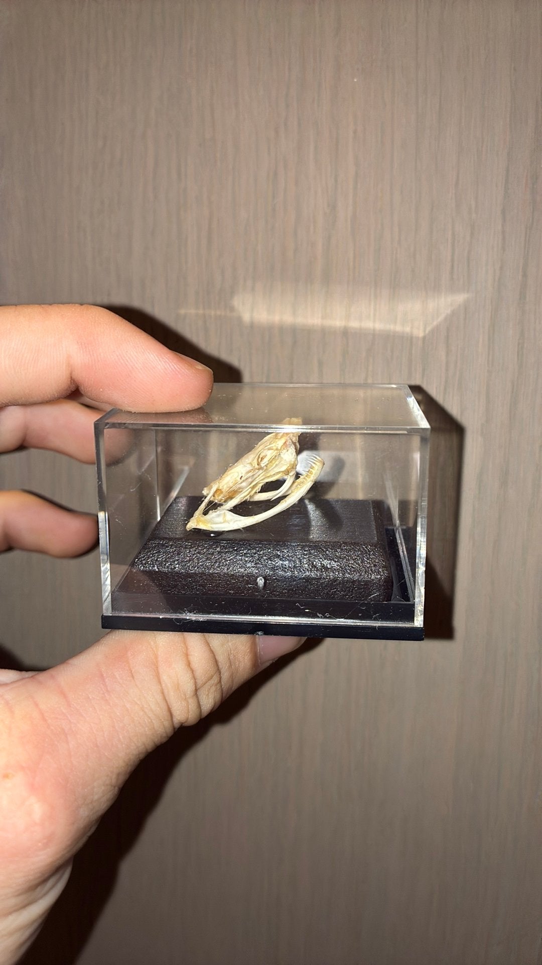 Echte slangen schedel, Ophalen of Verzenden, Zo goed als nieuw, Reptiel of Amfibie, Schedel