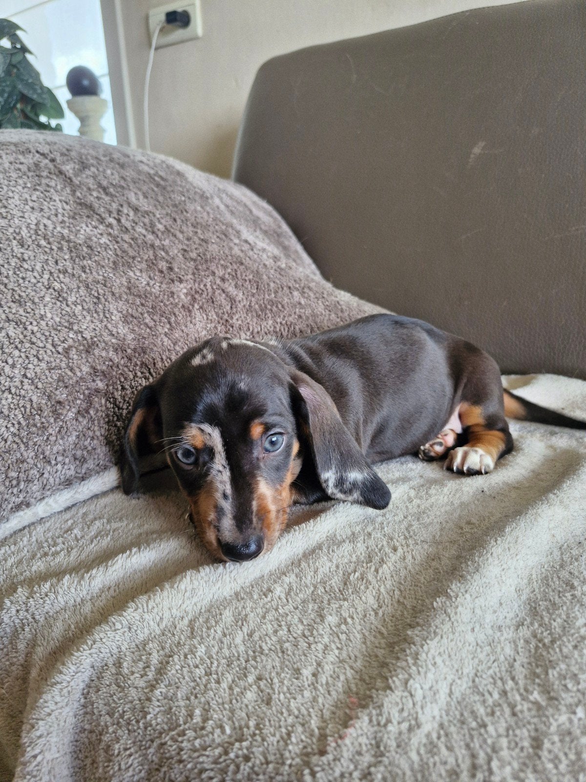 Chiots teckel, Animaux & Accessoires, Chiens | Teckels & Bassets, Plusieurs animaux, Poils courts, Éleveur | Loisir, Plusieurs