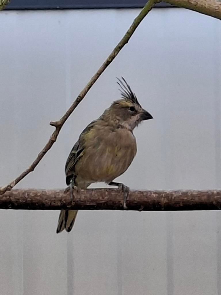 Groene Kardinaal, Femelle, Bagué