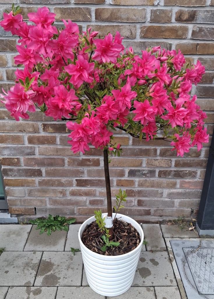 Azalea japonica, Ophalen