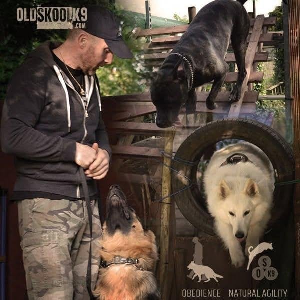 Honden africhting, dressage canin privé, Training of Cursus
