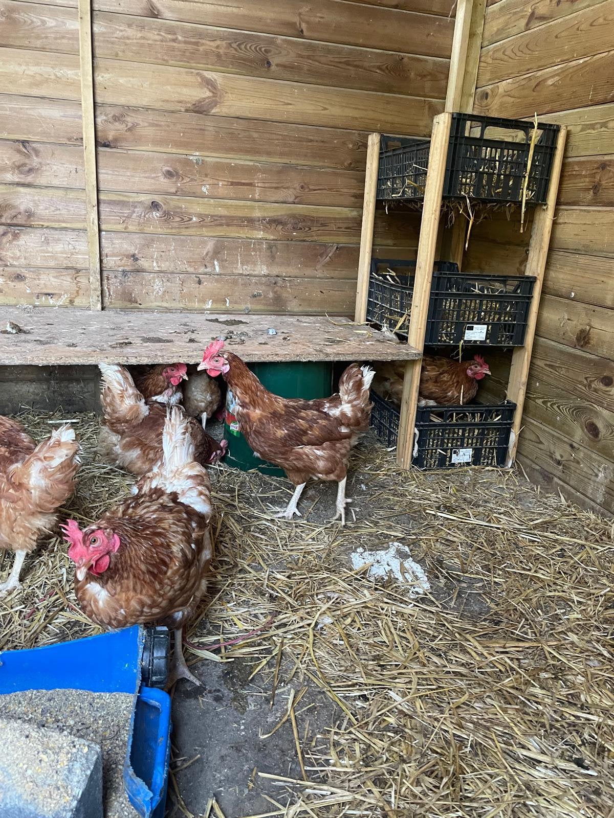 Legkippen te koop, Femelle, Poule ou poulet