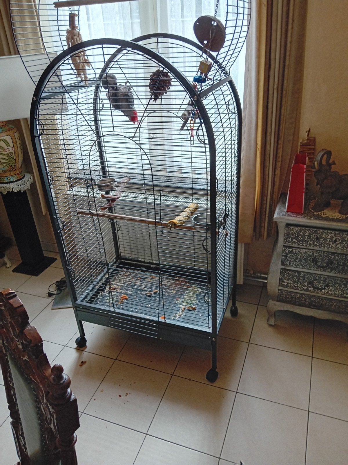 grijze roodstaart met kooi en cites, Dieren en Toebehoren, Vogels | Overige Vogels, Mannelijk, Tropenvogel, Tam